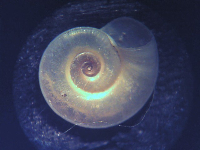 planorbis carinatus ?..